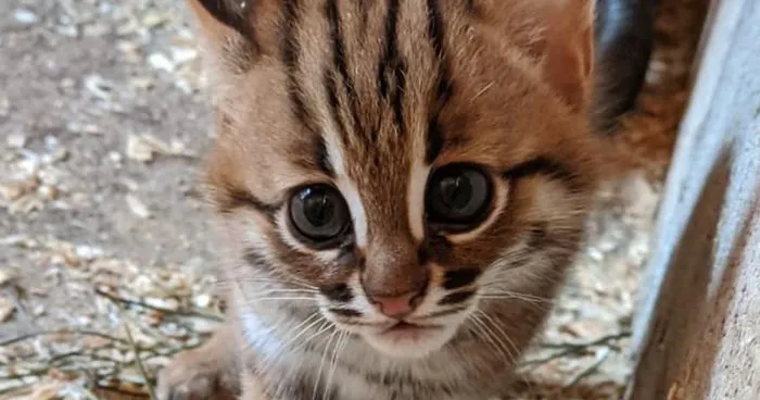 Sanctuary For Unwanted Animals Takes In A Pair Of Rare Rusty-Spotted Cats, Reveals They Have Two Adorable Babies