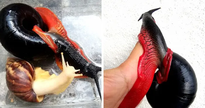 This Fire Snail Is The Vampire Equivalent Of A Slug