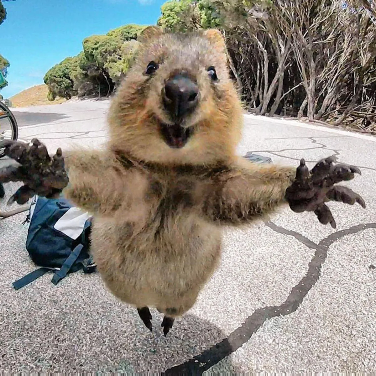 Check Out Some Amazing Species Of Animals You've Probably Never Seen Before!
