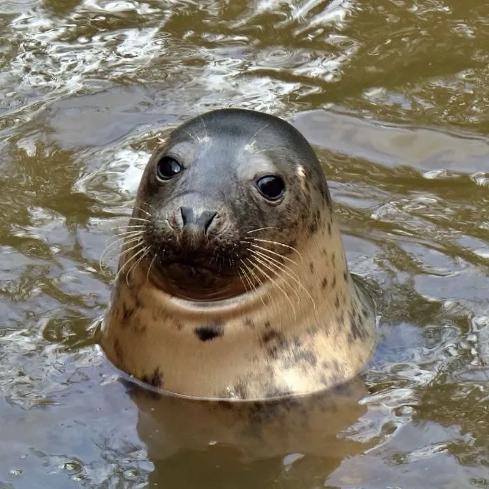 30 Pics Of Seals That Are Basically 'Sea Puppies' Shared By This Rescue Charity In Ireland