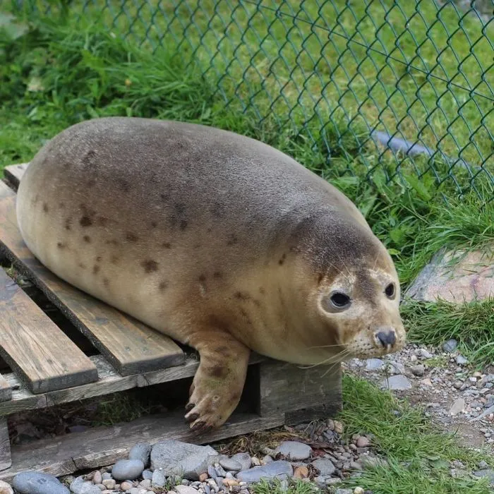 30 Pics Of Seals That Are Basically 'Sea Puppies' Shared By This Rescue Charity In Ireland