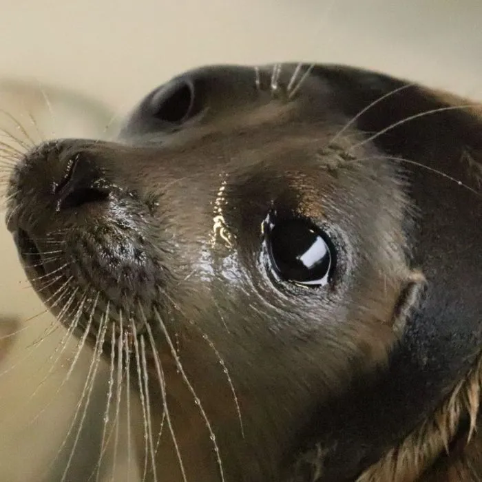 30 Pics Of Seals That Are Basically 'Sea Puppies' Shared By This Rescue Charity In Ireland