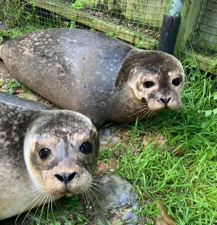 30 Pics Of Seals That Are Basically 'Sea Puppies' Shared By This Rescue Charity In Ireland