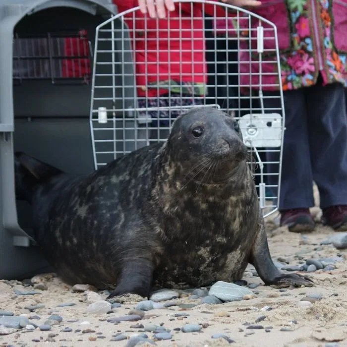 30 Pics Of Seals That Are Basically 'Sea Puppies' Shared By This Rescue Charity In Ireland