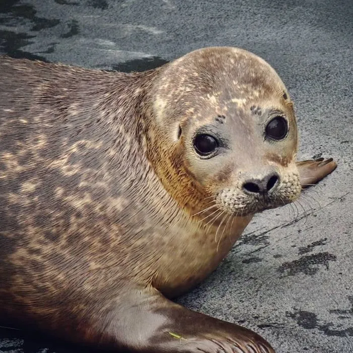 30 Pics Of Seals That Are Basically 'Sea Puppies' Shared By This Rescue Charity In Ireland