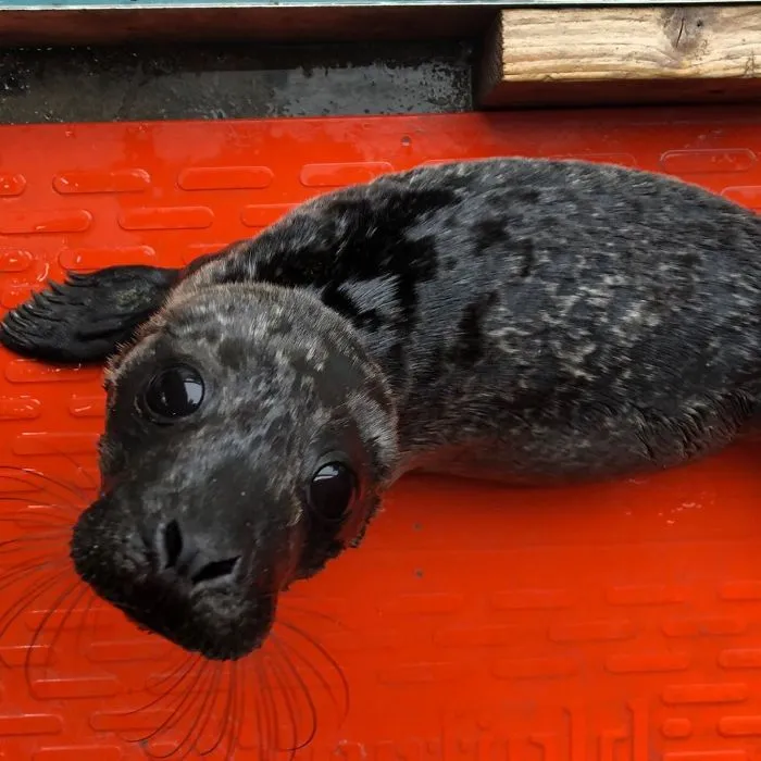 30 Pics Of Seals That Are Basically 'Sea Puppies' Shared By This Rescue Charity In Ireland