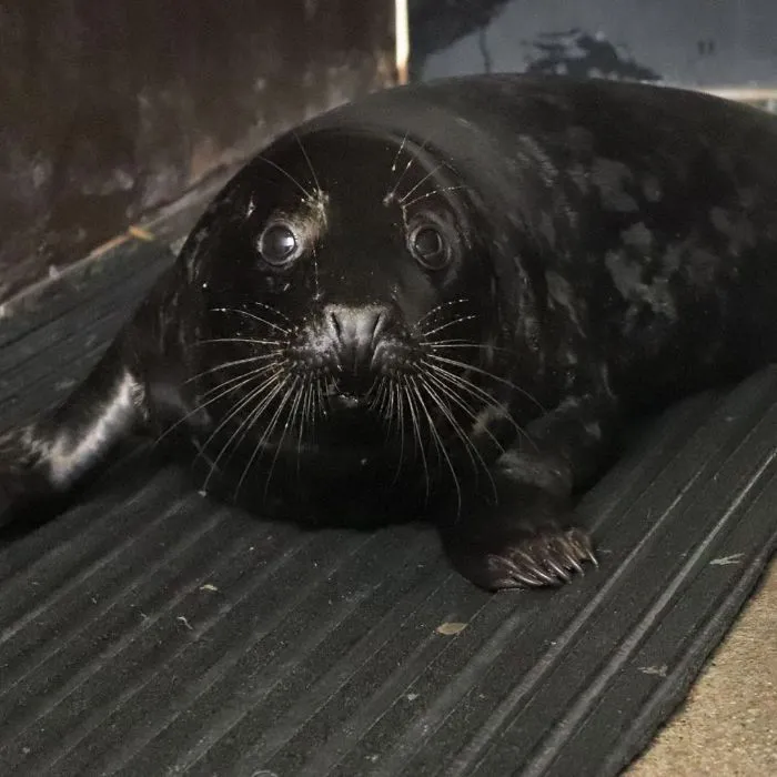 30 Pics Of Seals That Are Basically 'Sea Puppies' Shared By This Rescue Charity In Ireland