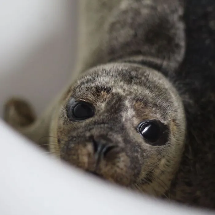 30 Pics Of Seals That Are Basically 'Sea Puppies' Shared By This Rescue Charity In Ireland