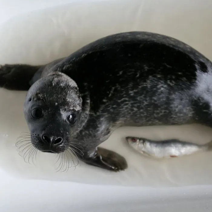 30 Pics Of Seals That Are Basically 'Sea Puppies' Shared By This Rescue Charity In Ireland