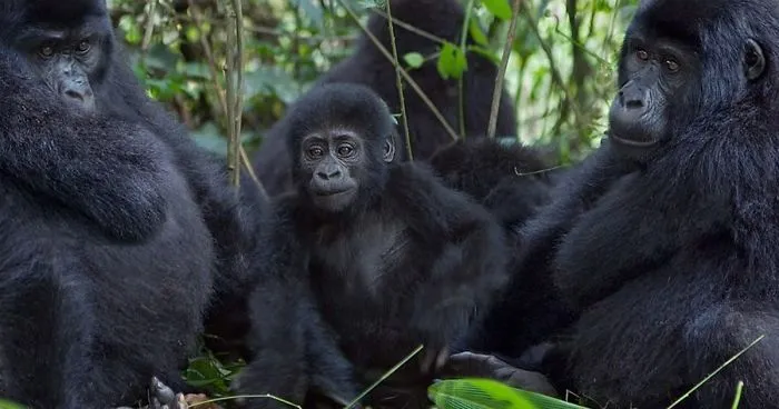 Robot 'Gorilla' Pretends To Be One Of The Pack, Captures Never Before Documented Behavior Of Singing And Farting