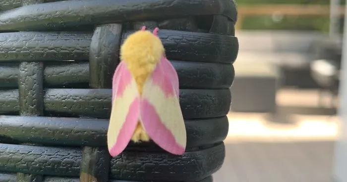 Woman Notices A Fancy Moth In Her Backyard, Turns Out It's The Cosmoth