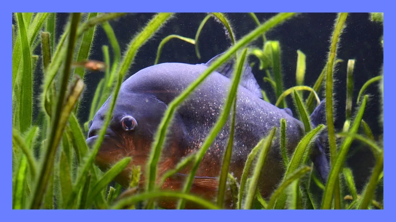 Piranha Facts 101 - Don't Mess With These Creatures