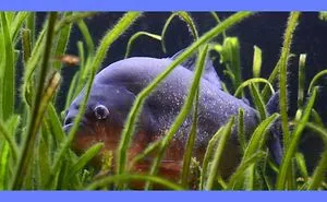 Piranha Facts 101 - Don't Mess With These Creatures
