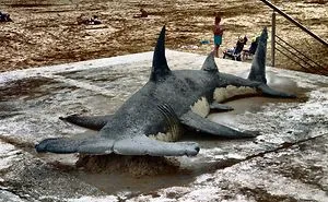 Sand Artist Creates Detailed Sculptures That You Could Easily Mistake For Live Animals If You Saw Them From A Distance