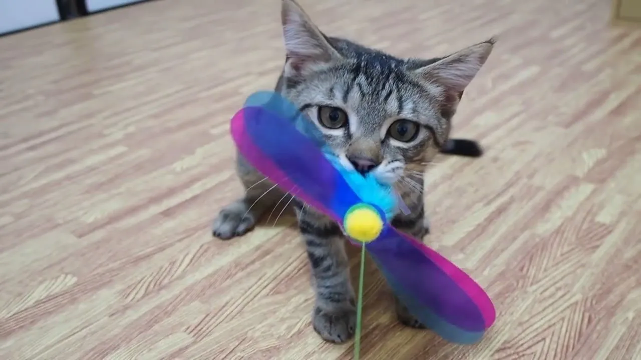 Super Cute Kittens Playing With Toys