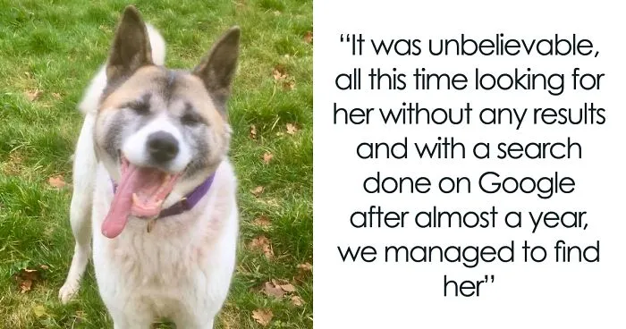 Dog Owner Searches For A Replacement Dog But Instead Finds His Lost Dog Who Was Stolen A Year Ago