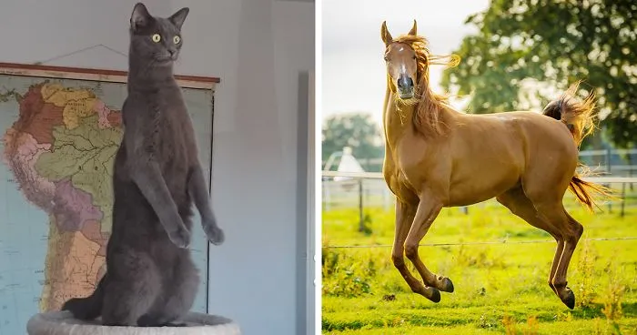 Our 20 Best Entries In Our Comedy Pet Photo Competition So Far