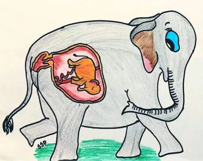 Artists Pay Tribute To The Pregnant Elephant Who Died Due To Someone Stuffing A Pineapple With Fireworks