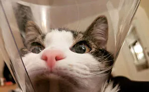 35 Pics Of Pets Not Rocking The Cone Of Shame At All