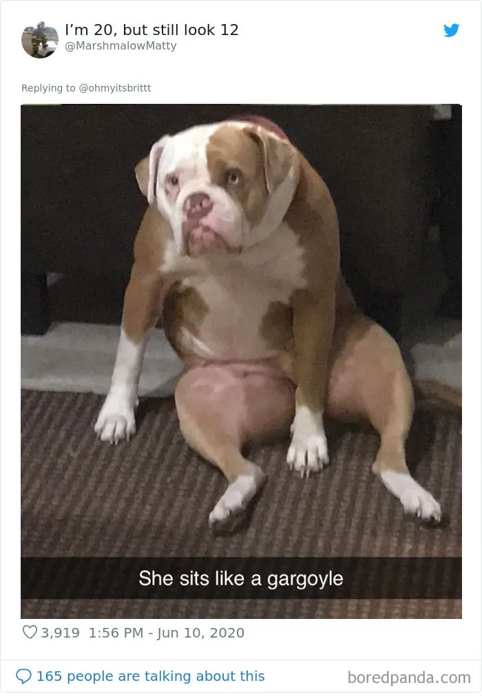 People Are Sharing Hilarious Pics Of Their Pets Sitting Like Total Weirdos In This Thread (30 Pics)