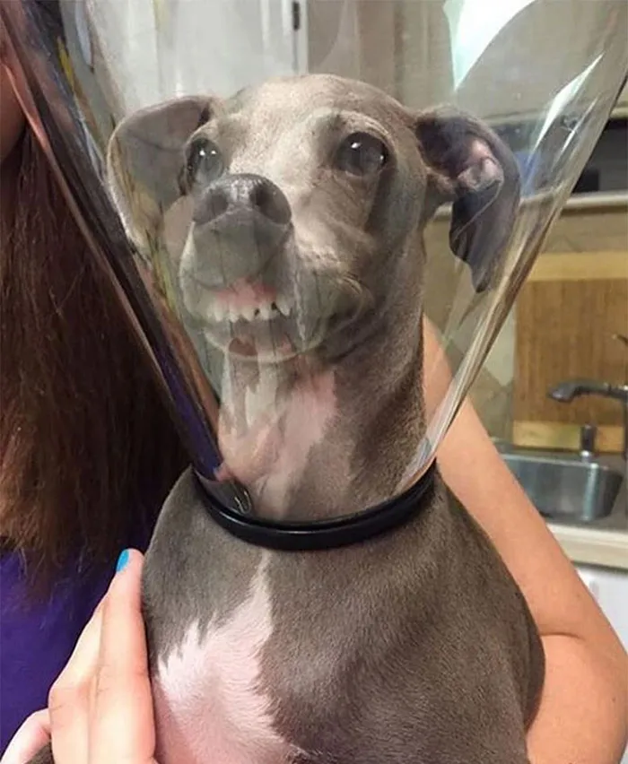 35 Pics Of Pets Not Rocking The Cone Of Shame At All