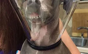 35 Pics Of Pets Not Rocking The Cone Of Shame At All