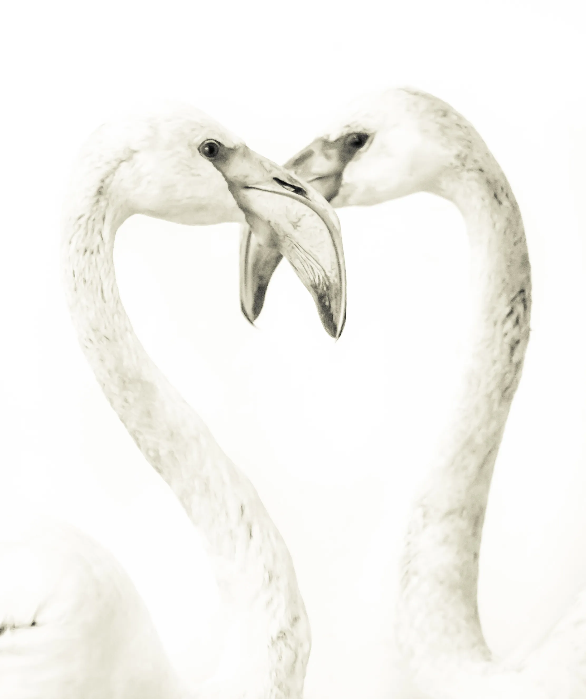 Pink Flamingos On Black And White Photo