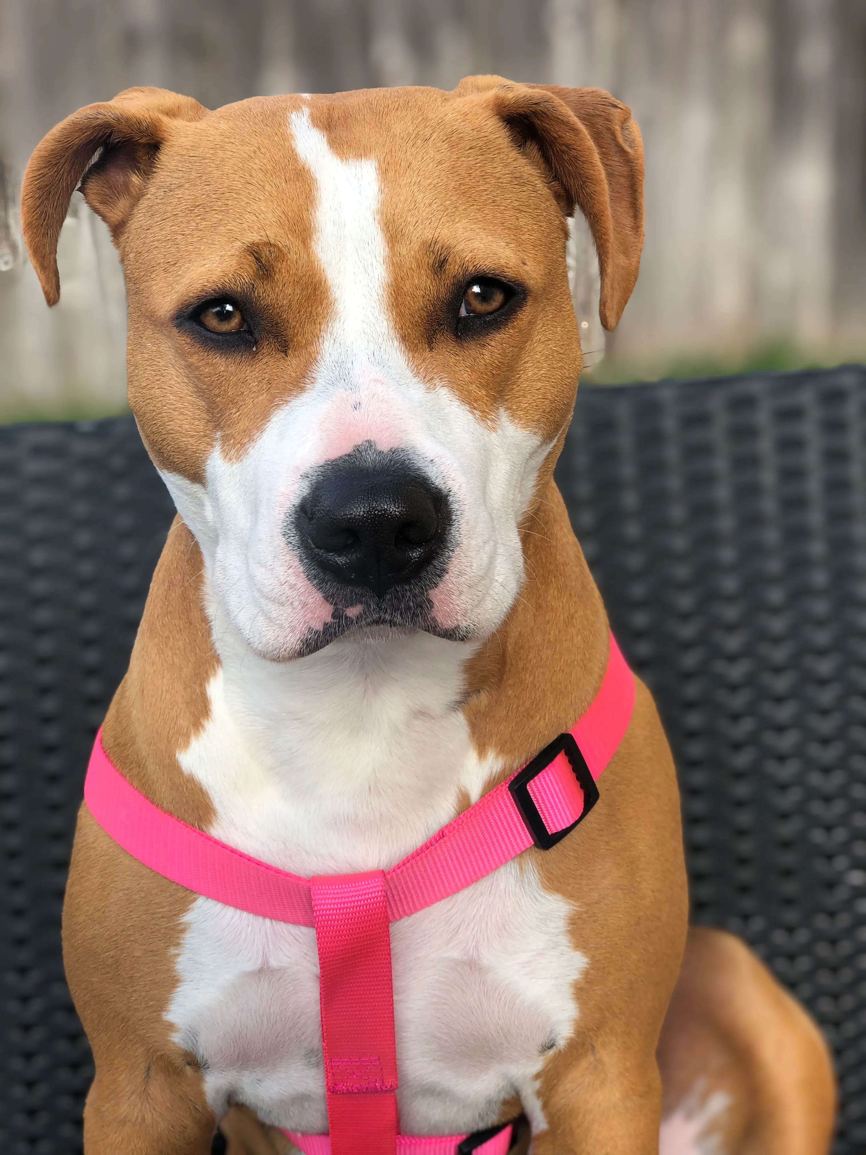 Sweet Daisy Mae