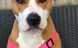 Sweet Daisy Mae