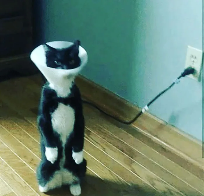 35 Pics Of Pets Not Rocking The Cone Of Shame At All