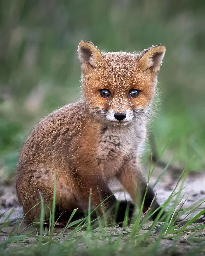 Finnish Photographer Captures Baby Animals Having Fun And Making Funny Expressions (30 Pics)