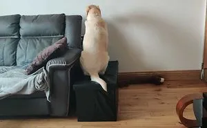40 Hilarious Dog Posts To Put A Smile On Your Face
