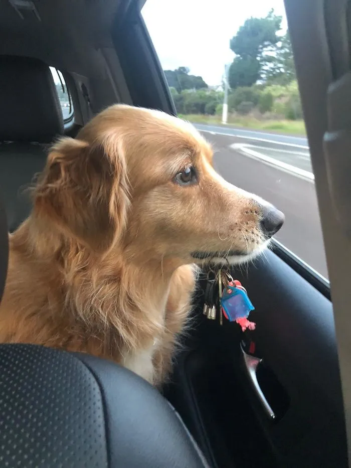 This Is Billie. She Never Understood Why I Had A Set Of Keys To Bring In The Car And She Didn't. I Got Her A Set Of Her Own And Now She Insists On Bringing Them Anytime We Go For A Drive!