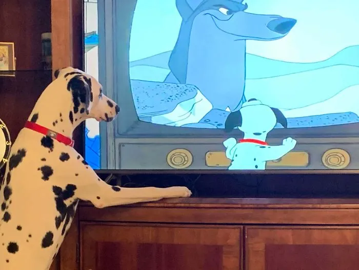 Mi perro hace un año