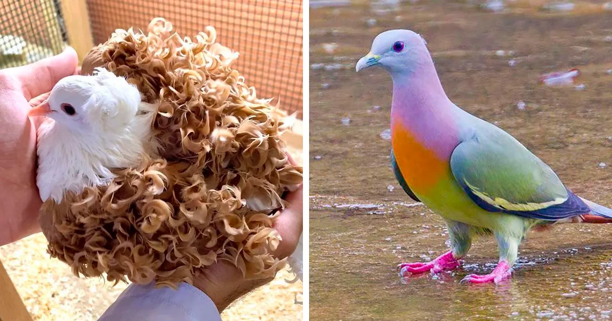 A Visual Tribute to 34 Elegant and Fancy Pigeon Breeds