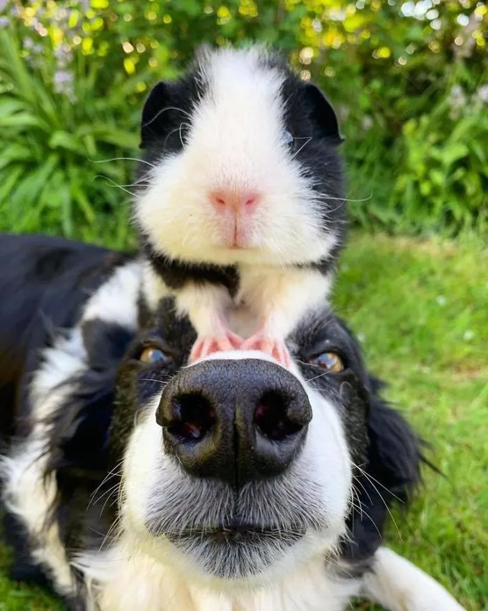 Double Boop