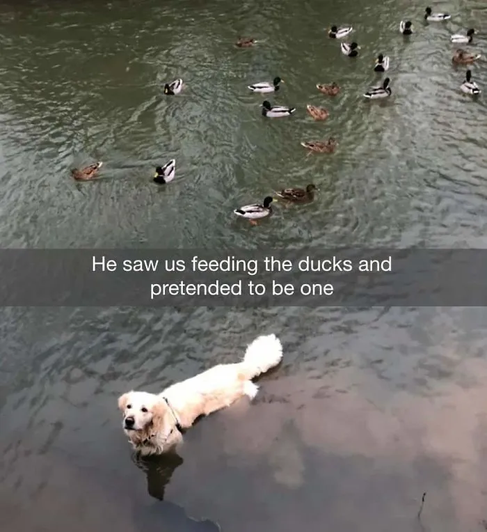 Nos vio dando de comer a los patos y quiso intentar ser uno