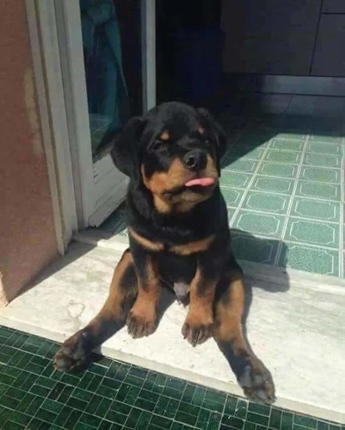 Rottweiler muy especial