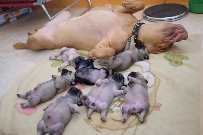That's A Lotta Derps