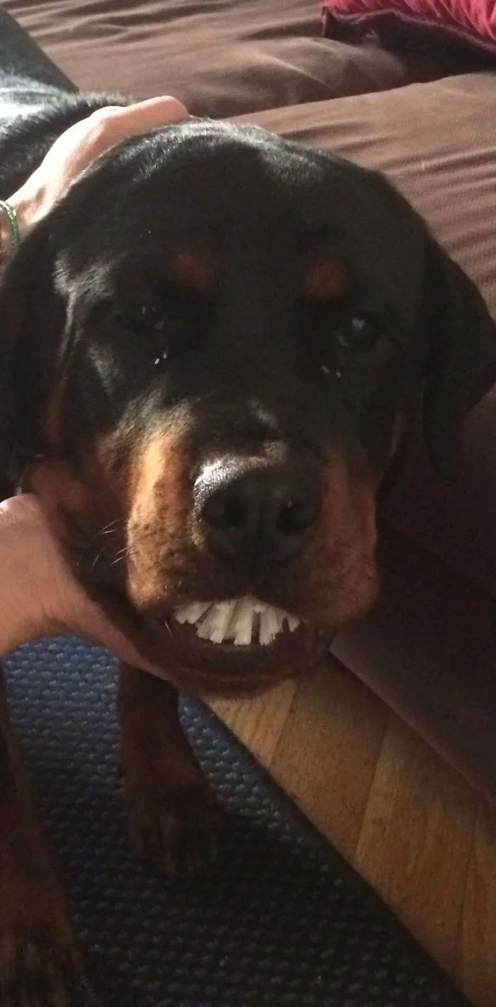 My Dog Stole The Head Of A Dish Brush