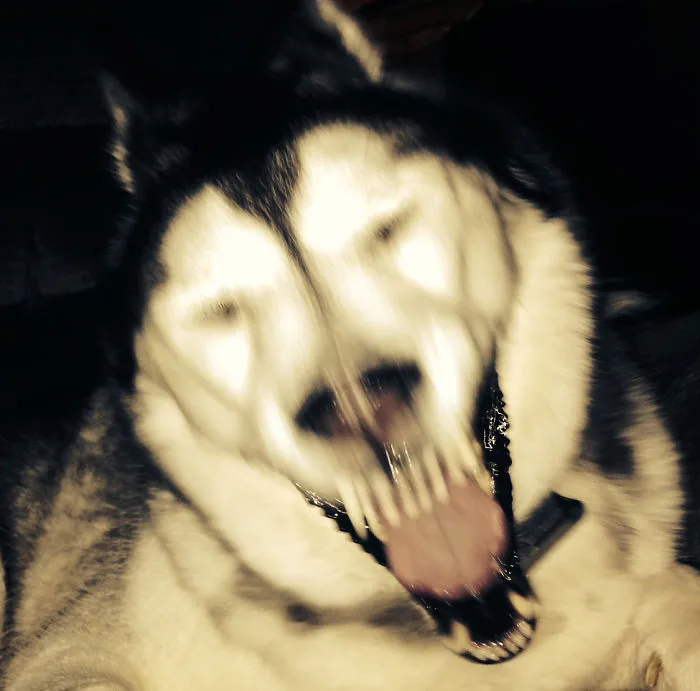 Snapped A Pic Of Our Husky (Lola) Just As She Sneezed.  It's One Of The Most Terrifying Things I've Seen