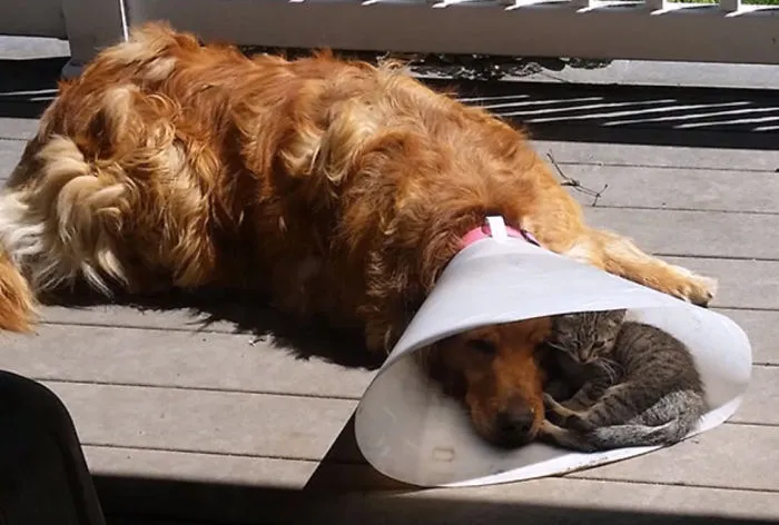 35 Pics Of Pets Not Rocking The Cone Of Shame At All