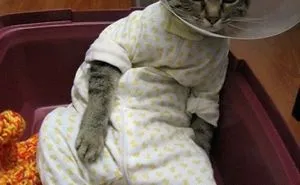 35 Pics Of Pets Not Rocking The Cone Of Shame At All