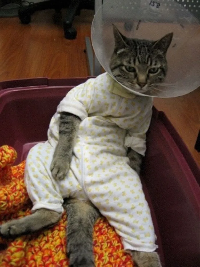 35 Pics Of Pets Not Rocking The Cone Of Shame At All