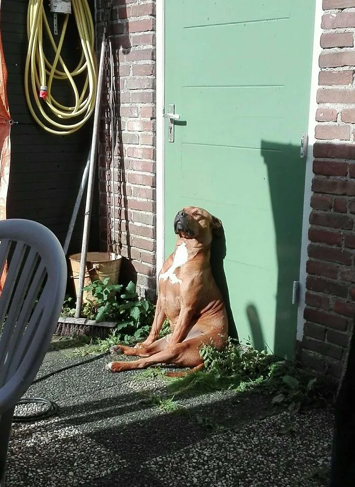 This Is My Staffie Benny. Benny Loves The Sun