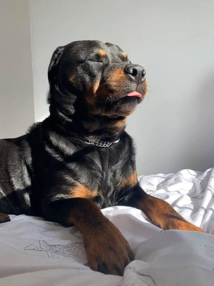 My Sister Recently Moved Out So Her Bedroom Is His Now. He Likes To Sit On The Bed And Sunbathe During The Day