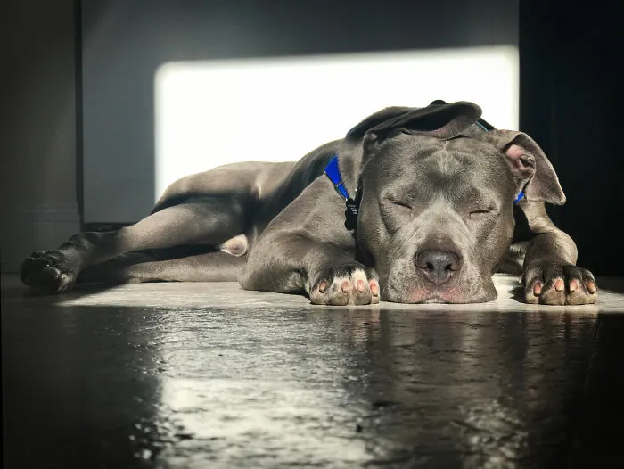 Meet Cassius. Two Weeks Ago My Mom Found Him As A Stray, And Today I Found Him Sunbathing In My Kitchen