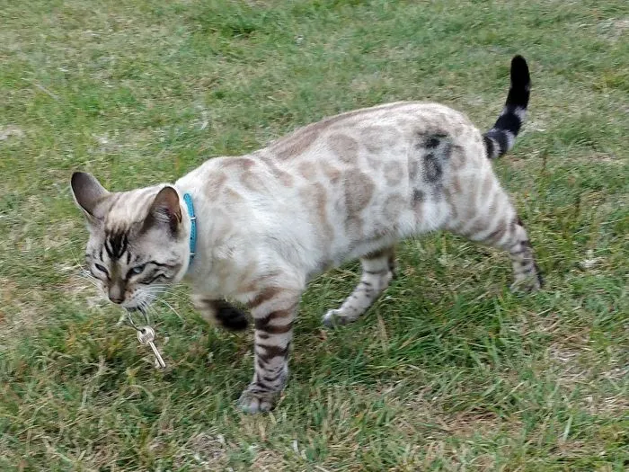 My Cat Just Came Back From One Of Her Evening Strolls With Someone Else's Keys In Her Mouth