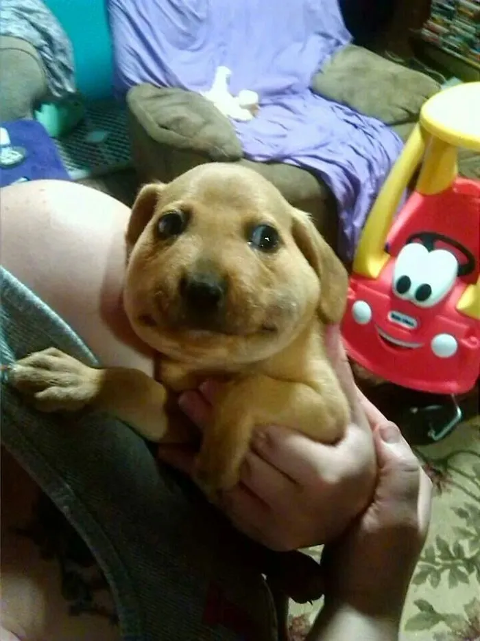 Se ha comido una abeja