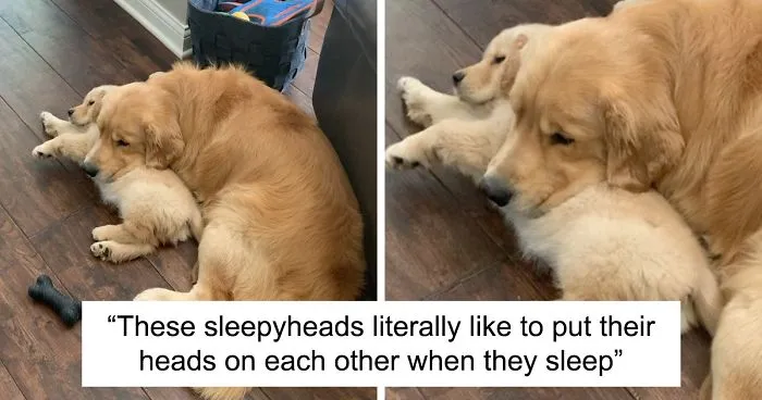 These Adorable Dogs Love Using Each Other As Pillows (26 Pics)